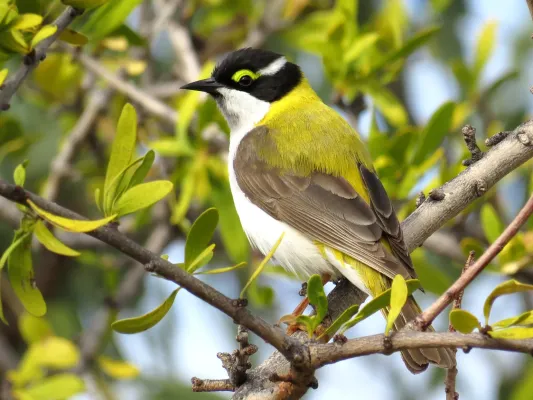 File:Black-chinned Honeyeater (Melithreptus gularis).jpg