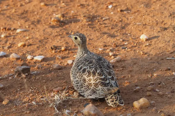 File:Pterocles decoratus, southern Tanzania 1.jpg