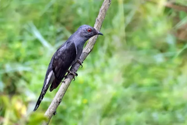 File:Grey Bellied Cuckoo (Cacomantis passerinus)male. (42247085234).jpg