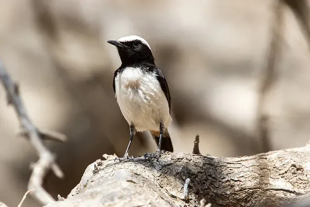 File:Oenanthe lugentoides.jpg