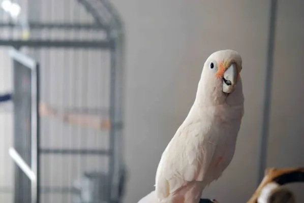 File:Cacatua goffiniana -pet -8a.jpg