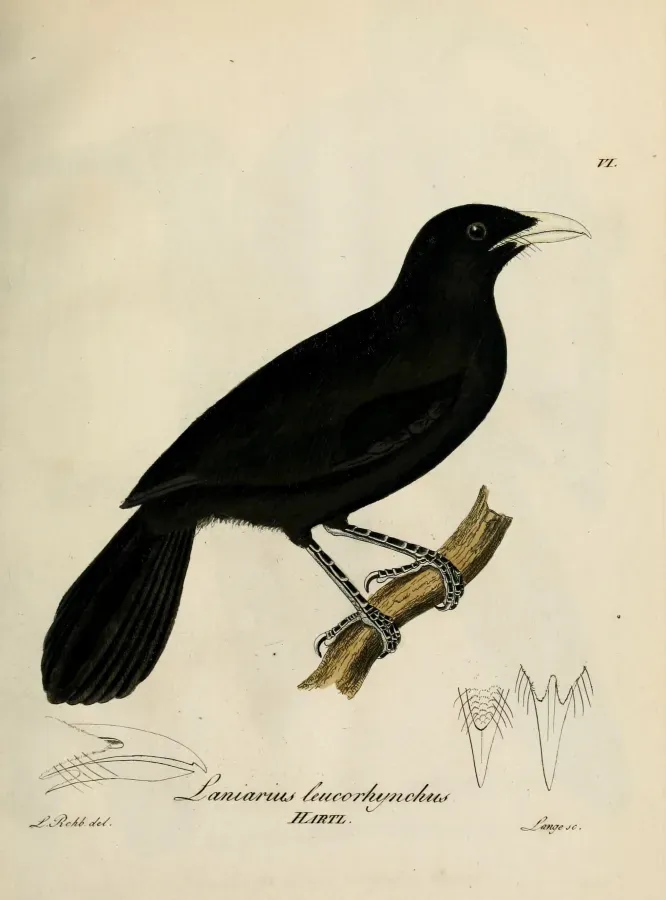 File:Laniarius leucorhynchus.jpg