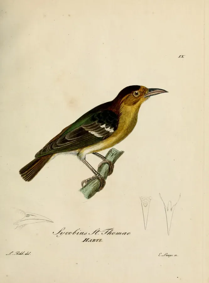 File:Ploceus sanctithomae - Beitrag zur Ornithologie Westafrica's.jpg