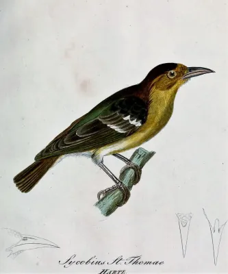 File:Ploceus sanctithomae - Beitrag zur Ornithologie Westafrica's (cropped).jpg