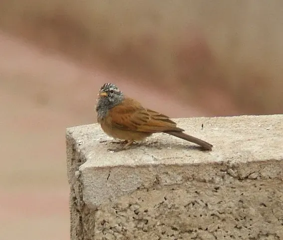 File:Emberiza sahari 2.jpg
