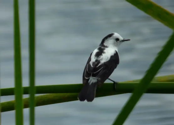 File:Fluvicola pica (Viudita común) (2) (14606422462).jpg