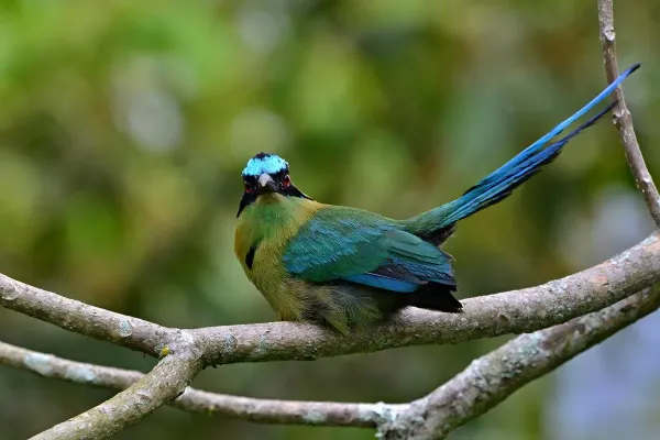 File:Momotus aequatorialis (Barranquero coronado - Andean motmot) (30894963777).jpg