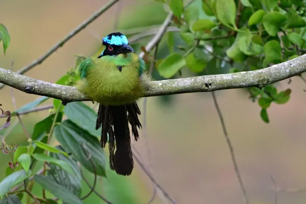 File:Momotus aequatorialis (Barranquero coronado - Andean motmot) (45834582331).jpg