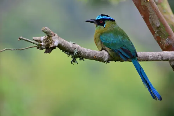 File:Momotus aequatorialis (Barranquero coronado - Andean motmot) (30894964007).jpg