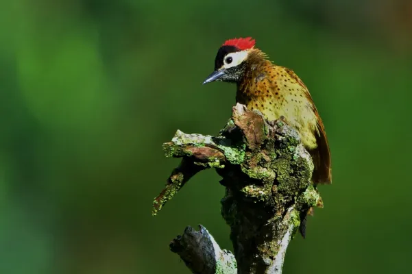 File:Colaptes punctigula. Carpintero buchipecoso - Spot-breasted Woodpecker (45774396281).jpg