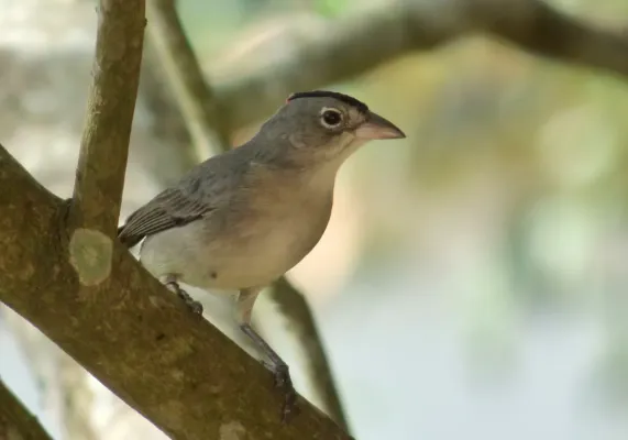File:Coryphospingus pileatus (Cardonero pileado) - Macho (14460506098).jpg
