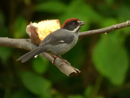 File:Atlapetes schistaceus (Atlapetes pizarra) (14053082482).jpg