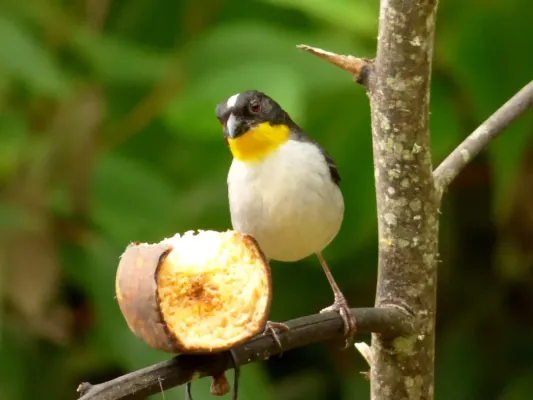 File:Atlapetes albinucha (Atlapetes gorgiamarillo) (14056289255).jpg