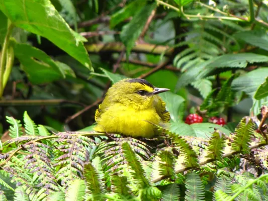 File:Myiothlypis nigrocristata(Arañero cabecinegro) (14056324165).jpg