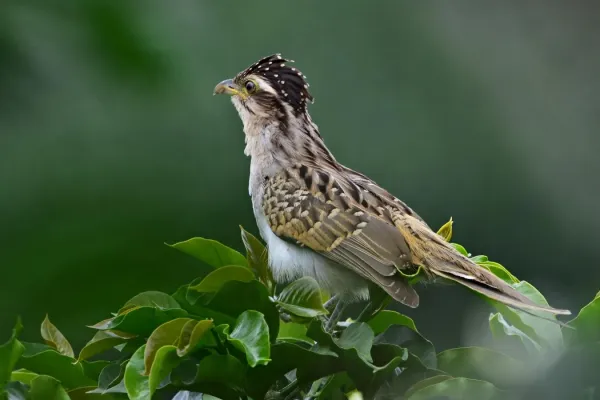 File:Tapera naevia. (Tres pies - Sinfín - Striped cuckoo) (44810996105).jpg