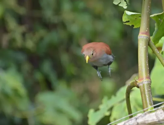 File:Piaya cayana (Cuco ardilla - Squirrel cuckoo) (45788137762).jpg