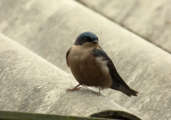 File:Orochelidon murina (Golondrina ahumada) (14052866121).jpg