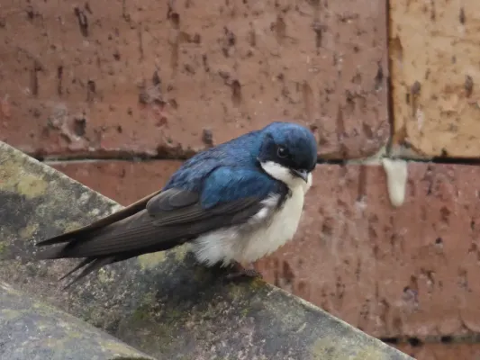 File:Pygochelidon cyanoleuca (Golondrina azul y blanca) (14025350735).jpg
