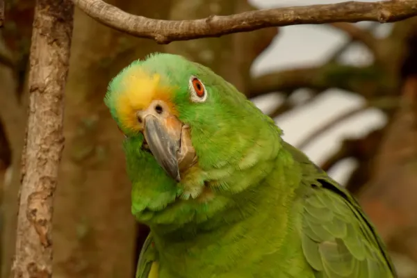 File:Amazona ochrocephala (Lora común) (15005935719).jpg