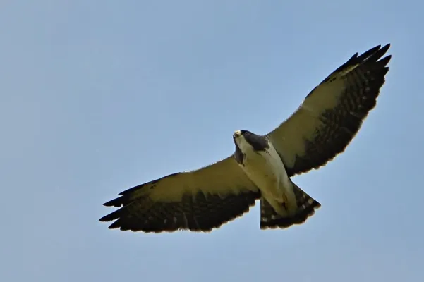 File:Buteo brachyurus (Águila o Gavilán rabicorto - Short-tailed Hawk) (43907427780).jpg