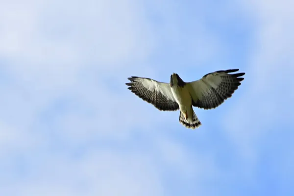 File:Buteo brachyurus (Águila o Gavilán rabicorto - Short-tailed Hawk) (30784607267).jpg