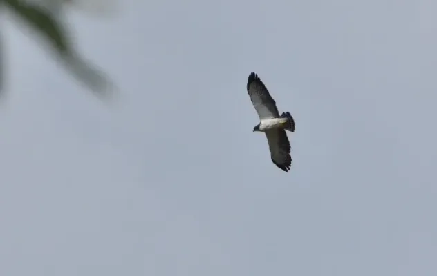 File:Buteo brachyurus (Águila o Gavilán rabicorto - Short-tailed Hawk) (31853395238).jpg
