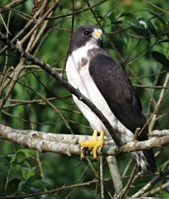 File:Buteo brachyurus (Águila o Gavilán rabicorto - Short-tailed Hawk) (45674537872).jpg