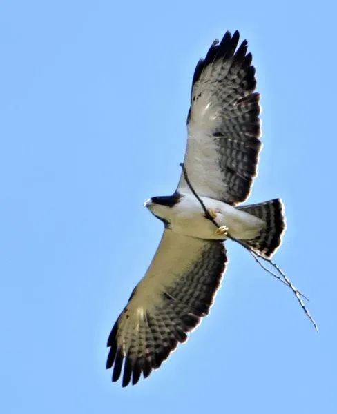 File:Buteo brachyurus (Águila o Gavilán rabicorto - Short-tailed Hawk) (44811093205).jpg