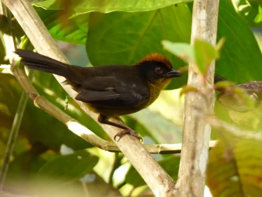 File:Atlapetes tricolor - Atlapetes tricolor (14147498284).jpg