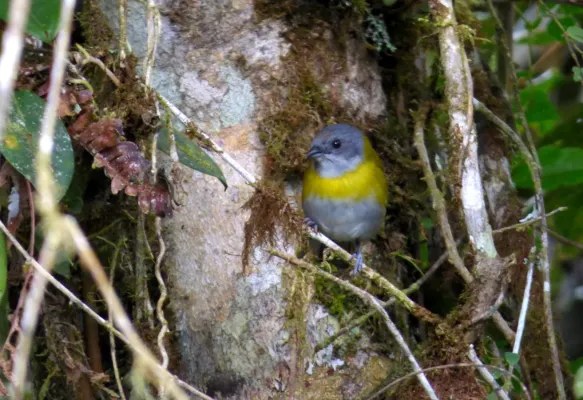 File:Chlorospingus canigularis (Montero pectoral) (14144813232).jpg