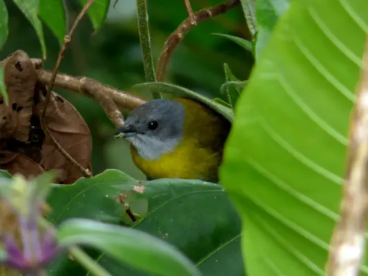 File:Chlorospingus canigularis (Montero pectoral) (14167742923).jpg