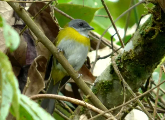 File:Chlorospingus canigularis (Montero pectoral) (14144366981).jpg