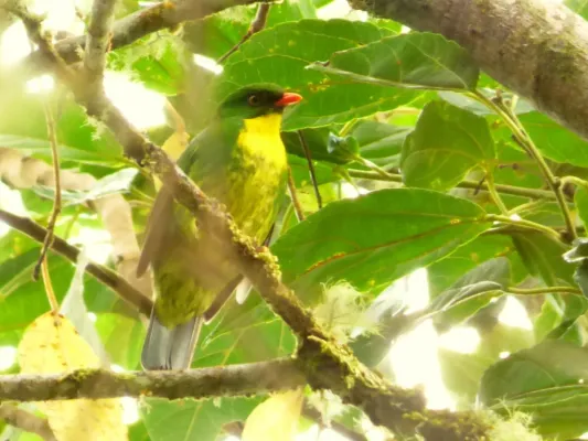 File:Pipreola aureopectus (Frutero pechidorado) (13961107497).jpg