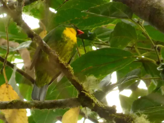 File:Pipreola aureopectus (Frutero pechidorado) (14147790035).jpg