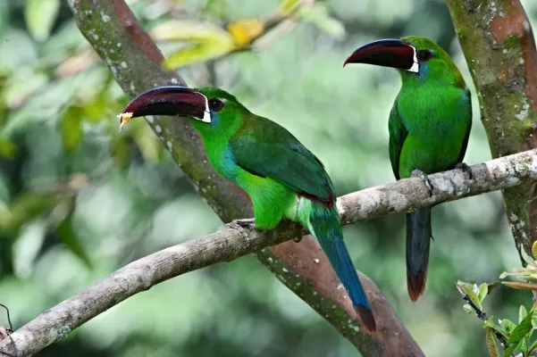 File:Aulacorhynchus haematopygus. Tucancito rabirrojo - Crimson-rumped Toucanet (43956971610).jpg