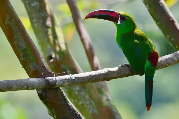 File:Aulacorhynchus haematopygus. Tucancito rabirrojo - Crimson-rumped Toucanet (45820356831).jpg