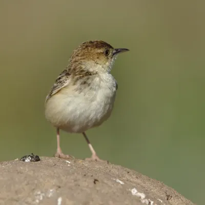 File:Cloud cisticola, Cisticola textrix at Ezemvelo Nature Reserve, Gauteng, South Africa. (44048410430).jpg