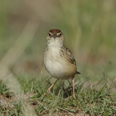 File:Cloud cisticola, Cisticola textrix at Ezemvelo Nature Reserve, Gauteng, South Africa. (44048410690).jpg