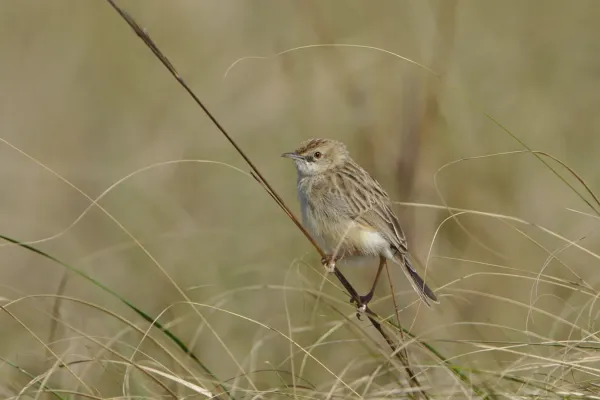 File:Desert cisticola, Cisticola aridulus, at Ezemvelo Nature Reserve, Gauteng, South Africa. (31993737678).jpg
