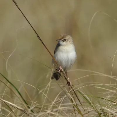 File:Desert cisticola, Cisticola aridulus, at Ezemvelo Nature Reserve, Gauteng, South Africa. (44951738295).jpg