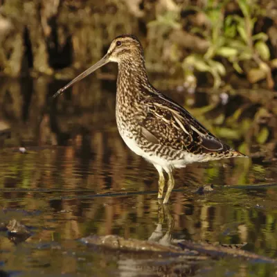 File:African Snipe, Gallinago nigripennis at Marievale Nature Reserve, Gauteng,South Africa (45449908792).jpg