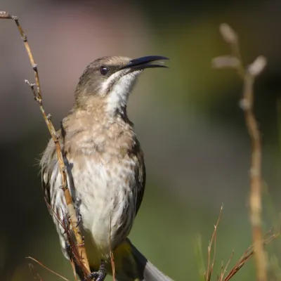 File:Cape Sugarbird, Promerops cafer at Kirstenbosch National Botanical Garden, Cape Town, South Africa. (44738890164).jpg