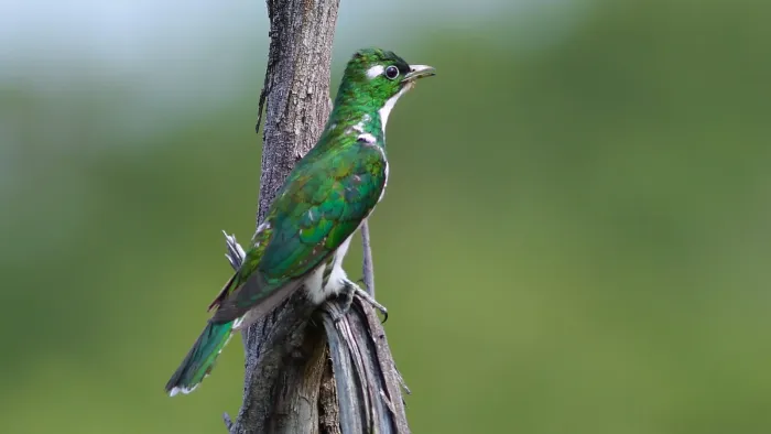 File:Male Klaas's cuckoo, Chrysococcyx klaas, at Pilanesberg National (45225761322).jpg