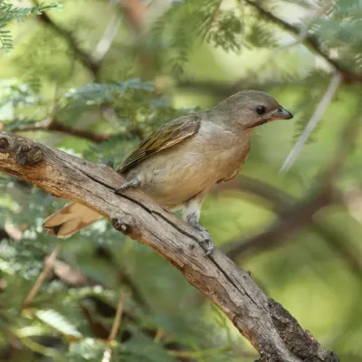 File:Lesser honeyguide, Indicator minor, at Pilanesberg National Park, South Africa (44530088644).jpg