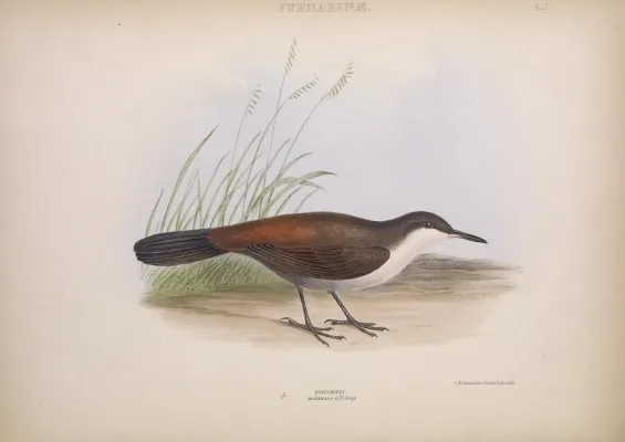 File:Enicornis melanura - Crag chilia, Gray 1846 (Ochetorhynchus melanurus).jpg