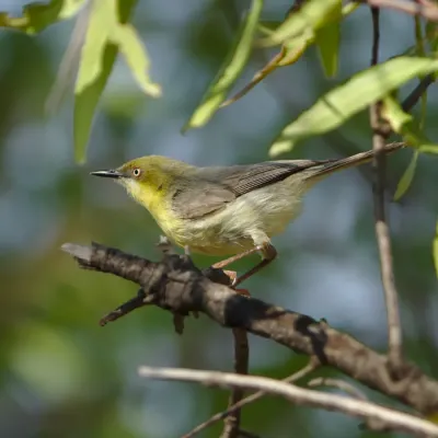 File:Green-capped eremomela, Eremomela scotops, at Mabusa Nature Reserve, Mpumalanga, South Africa (32038976068).jpg