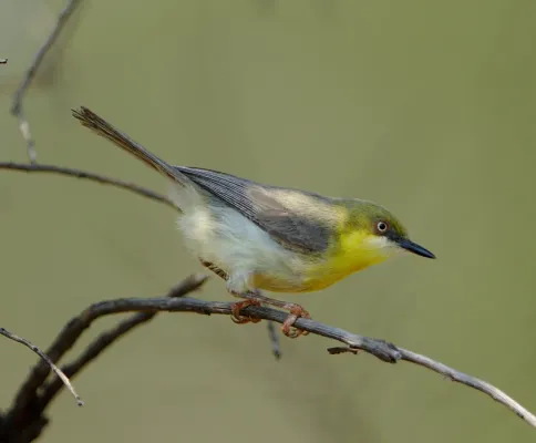 File:Green-capped eremomela, Eremomela scotops, at Mabusa Nature Reserve, Mpumalanga, South Africa (32038975928).jpg