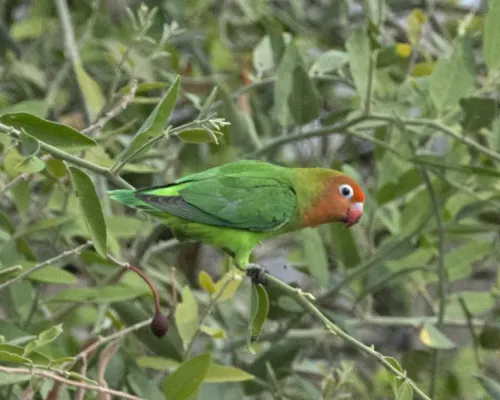 File:Lilian's Lovebird (Agapornis lilianae) (23497180230).jpg