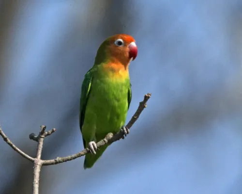 File:Lilian's Lovebird (Agapornis lilianae) (23710441211).jpg