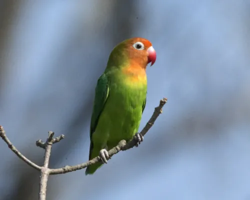 File:Lilian's Lovebird (Agapornis lilianae) (23684435122).jpg